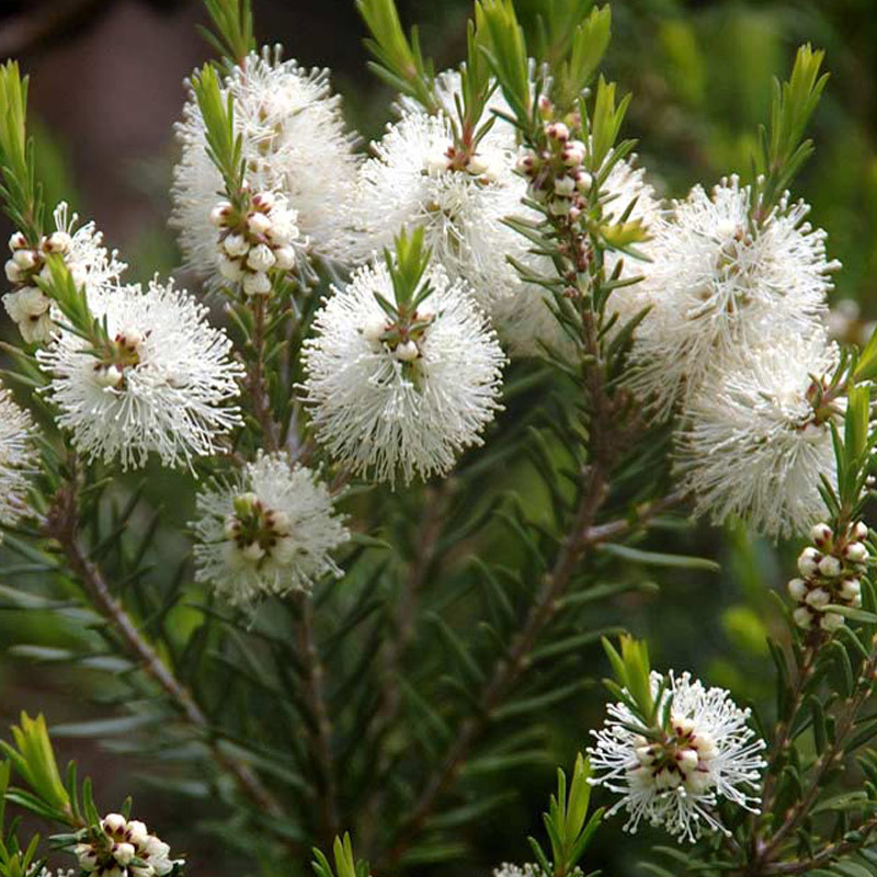White Melaleuca flowers